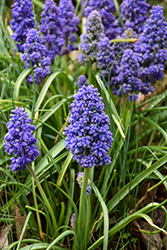 Blue Spike Grape Hyacinth (Muscari armeniacum 'Blue Spike') at Lakeshore Garden Centres