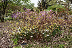 Neon Burst Dogwood (Cornus alba 'ByBoughen') at Lakeshore Garden Centres