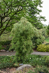 Angel Falls Weeping White Pine (Pinus strobus 'Angel Falls') at Lakeshore Garden Centres
