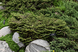 Blue Nest Spruce (Picea mariana 'Ericoides') at Lakeshore Garden Centres
