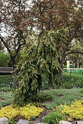 Gold Drift Norway Spruce (Picea abies 'Gold Drift') at Lakeshore Garden Centres
