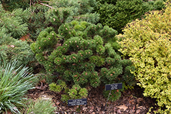 Jakobsen Mugo Pine (Pinus mugo 'Jakobsen') at Lakeshore Garden Centres