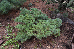 Hagoromo Japanese White Pine (Pinus parviflora 'Hagoromo') at Lakeshore Garden Centres