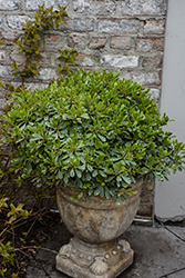 Cream de Mint Dwarf Mock Orange (Pittosporum tobira 'Shima') at Lakeshore Garden Centres