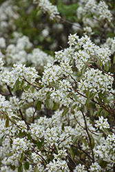 Saskatoon (Amelanchier alnifolia) at Lakeshore Garden Centres