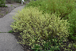 Creme de Mint Tatarian Dogwood (Cornus alba 'Crimzam') at Lakeshore Garden Centres