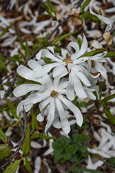 Centennial Blush Magnolia (Magnolia stellata 'Centennial Blush') at Lakeshore Garden Centres