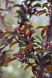Raspberry Spear Flowering Crab (Malus 'JFS KW213MX') at Lakeshore Garden Centres