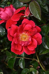 Grace N' Grit Pink Rose (Rosa 'Meicerafyn') at Lakeshore Garden Centres