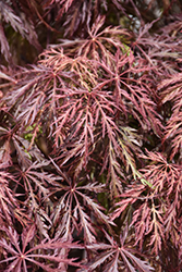 Velvet Viking Japanese Maple (Acer palmatum 'Monfrick') at Stonegate Gardens