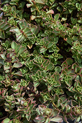 Spot On Pink Stonecrop (Sedum spurium 'Setz3b019') at Lakeshore Garden Centres