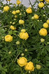 Lemon Queen Globeflower (Trollius x cultorum 'Lemon Queen') at Lakeshore Garden Centres