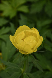 Lemon Queen Globeflower (Trollius x cultorum 'Lemon Queen') at Lakeshore Garden Centres