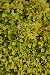 Golden Nugget Japanese Barberry (Berberis thunbergii 'Golden Nugget') at Lakeshore Garden Centres
