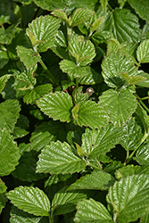 Sparkler Viburnum (Viburnum dentatum 'SMVDE') at Lakeshore Garden Centres