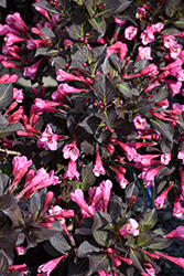 Coco Chill Weigela (Weigela florida 'VBL1') at Lakeshore Garden Centres