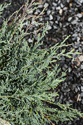 Burly Blue Juniper (Juniperus scopulorum 'MonOliver') at Stonegate Gardens