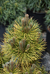 Winter Sun Mugo Pine (Pinus mugo 'Wintersonne') at Stonegate Gardens