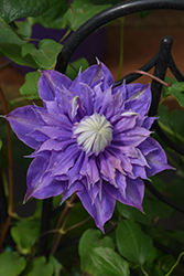 Diamantina Clematis (Clematis 'Diamantina') at Lakeshore Garden Centres
