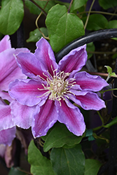 Bees' Jubilee Clematis (Clematis 'Bees' Jubilee') at Stonegate Gardens