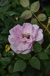 Parade Berna Rose (Rosa 'Poulparo089') at Lakeshore Garden Centres