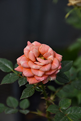 Parade Cyndi Rose (Rosa 'Poulty023') at Lakeshore Garden Centres