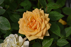 Parade Cara Rose (Rosa 'Poulpar09') at Lakeshore Garden Centres