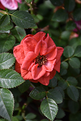 Parade Youn Rose (Rosa 'Poulpar108') at Lakeshore Garden Centres