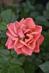 Party Santa Rose (Rosa 'Poulty025') at Lakeshore Garden Centres