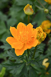 Golden Queen Globeflower (Trollius chinensis 'Golden Queen') at Lakeshore Garden Centres