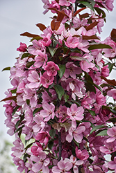 Emerald Spire Flowering Crab (Malus 'Emerald Spire') at Lakeshore Garden Centres