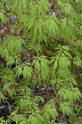 Wabi Sabi Maple (Acer 'Wabi Sabi') at Stonegate Gardens