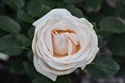 Easy Spirit Rose (Rosa 'WEKmereadoit') at Stonegate Gardens