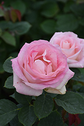 Painted Porcelain Rose (Rosa 'WEKmostadabre') at Stonegate Gardens