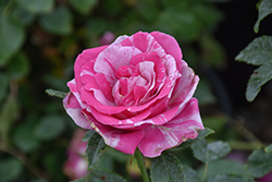 Parade Day Rose (Rosa 'WEKmeroro') at Wallitsch Nursery And Garden Center