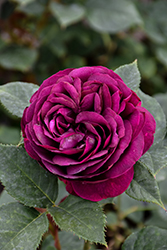 Celestial Night Rose (Rosa 'WEKebtigrad') at Stonegate Gardens