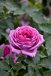 Sweet Madame Blue Rose (Rosa 'WEKwibscryper') at Lakeshore Garden Centres