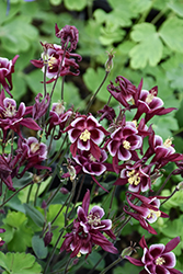 Winky Red And White Columbine (Aquilegia 'Winky Red And White') at Lakeshore Garden Centres