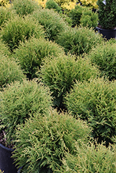 Planet Earth Arborvitae (Thuja occidentalis 'RUTTHU4') at Lakeshore Garden Centres