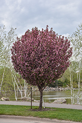 Rejoice Flowering Crab (Malus 'Rejzam') at Lakeshore Garden Centres