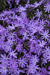 Bedazzled Lavender Phlox (Phlox 'Bedazzled Lavender') at A Very Successful Garden Center
