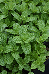 Mojito Mint (Mentha x villosa 'Mojito') at Lakeshore Garden Centres