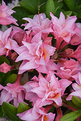 Electric Lights Double Pink Azalea (Rhododendron 'UMNAZ 493') at Stonegate Gardens