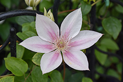 Corinne Clematis (Clematis 'Evipo063') at Stonegate Gardens