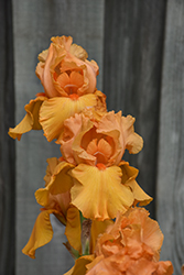 Savannah Sunset Iris (Iris 'Savannah Sunset') at Lakeshore Garden Centres