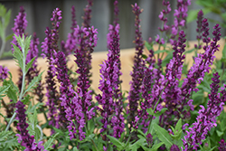 Apex Pink Meadow Sage (Salvia nemorosa 'Apex Pink') at Lakeshore Garden Centres