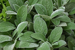 Giant Lamb's Ears (Stachys byzantina 'Big Ears') at Lakeshore Garden Centres