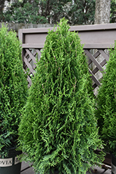 Upstanding Emerald Arborvitae (Thuja occidentalis 'SMTOBM3') at Lakeshore Garden Centres