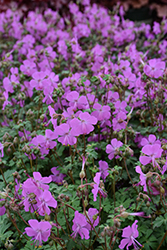 Intense Cranesbill (Geranium x cantabrigiense 'Intense') at Lakeshore Garden Centres