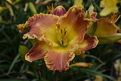 Titan Skye Daylily (Hemerocallis 'MON7091') at Lakeshore Garden Centres